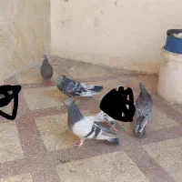 کفتر بهبونی شهری|پرنده|شیراز, جوادیه|دیوار