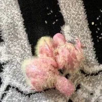 عروس هلندی  و جوجه عروس|پرنده|اراک, |دیوار