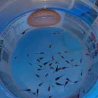 ماهی کالر و کپی|ماهی|ارومیه, |دیوار