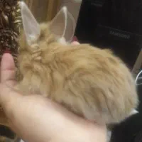 خرگوش لوپ جرسی پشمالو مینیاتوری|موش و خرگوش|شیراز, کوزه گری|دیوار