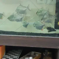 سیلوردالر و دالر خالدار