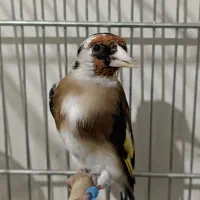 سهره سرسیاه 3ساله