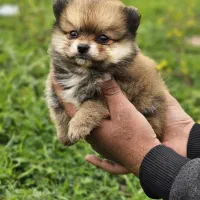 پامرانین فنجونی خرسی عروکسی