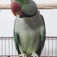 شاه طوطی|پرنده|قائم‌شهر, |دیوار