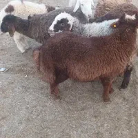 فروش بره نر|حیوانات مزرعه|بجنورد, |دیوار