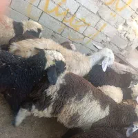 بره سبک نر حدودا 50 راس وزن 33کیلویی روی هم|حیوانات مزرعه|شیراز, حومه شیراز|دیوار