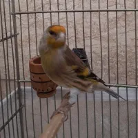 سهره قناری نر مست شلاقی خون و سهره