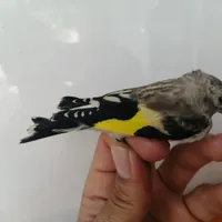 جوجه سهره
