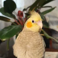 عروس هلندی گمشده