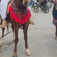 اسب