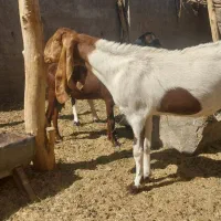 بز پاکستانی پنج آبی