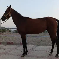 کره یلقوش و ستاره