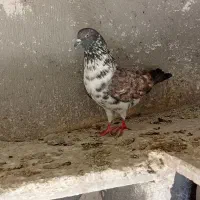 فرفرا|پرنده|اردبیل, |دیوار