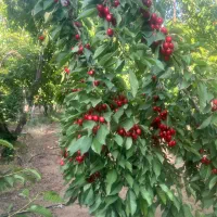 باغ میوه مارکده|فروش دفتر صنعتی، کشاورزی، تجاری|زاینده رود, |دیوار