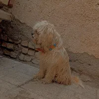 سگ شیتزو نر|سگ|مشهد, شهرک شهید باهنر|دیوار