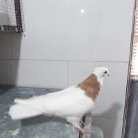 کبوتر