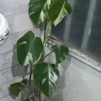 برگ انجیری ابلق