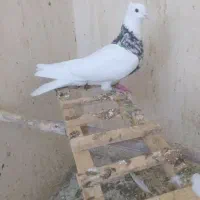 طوقی زرین نر