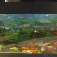 آکواریوم کامل با انواع ماهی