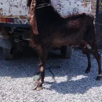 گوسفند اصیل پاکستانی|حیوانات مزرعه|ایرانشهر, |دیوار