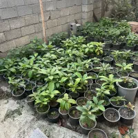 نهال اووکادو مکزیک پرچرب دوساله تا به بالا موجود|خدمات باغبانی و درختکاری|شلمان, |دیوار