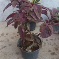 فروش انواع گل اپارتمانی|گل و گیاه طبیعی|بندرعباس, |دیوار