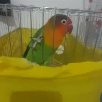 جفت طوطی برزیلی ۷ رنگ