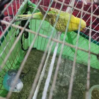 یک جفت مرغ عشق فقط۶۵۰