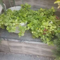 تعدادی گل آپارتمانی و داخل حیاطی|گل و گیاه طبیعی|کرمانشاه, |دیوار