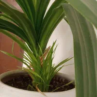 گل پاندانوس|گل و گیاه طبیعی|جهرم, |دیوار