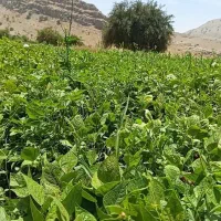 فروش کاه لوبیا چیتی منطقه رستم