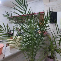 گل خانگی