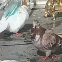 کبوتر رفتنی|پرنده|ارومیه, |دیوار