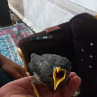 مینا