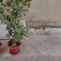 گل طبیعی بنجامین