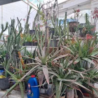 فروش تعدادی گیاه کاکتوس و آلوئورا