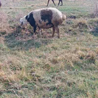 میش آبستن|حیوانات مزرعه|زاغه, |دیوار