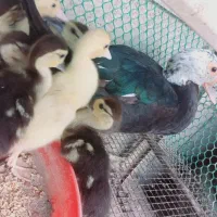 اردک خارجی با 8تا جوجه 20روزه