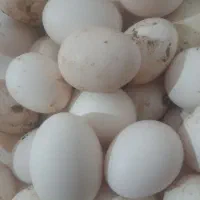 تخم مرغ محلی نطفه دار