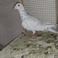 کبوتر سفید هفت رنگ