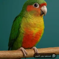 یک عدد گرینچک گمشده