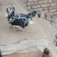 یک عدد مرغ گلین
