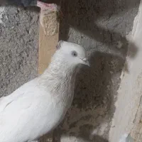 کله الماسی،سینه مشکی ،خال دم ماده