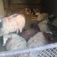 فروش بره