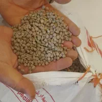 بزر هولر(سه چک)