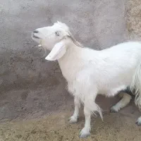 یه بز جملی زا  پاکستانی