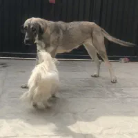 سگ پژدر عراقی ماده سرابی|سگ|تهران, تهرانسر غربی|دیوار