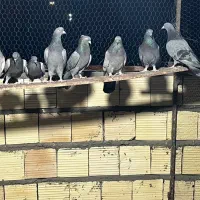 کفتر سبز و سور