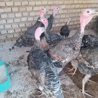 بوقلمون