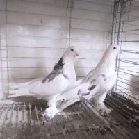 کبوتر پشت پلنگ پاپر